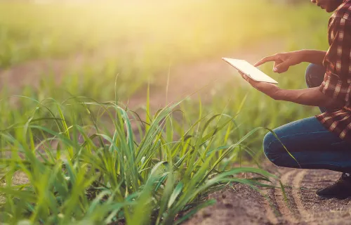 Une personne dans un champs en train d'utiliser une tablette tactile